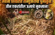 सवना शिवारात रानडुकरांचा धुमाकूळ: तीन एकरांतील ऊसाचे नुकसान!
